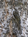 Brown Creeper 2125